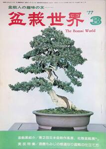 盆栽世界　1977年3月号　昭和52年　鹿島もみじの根連なり盆栽の仕立て方 　樹石社　YB230712S1