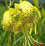 キヒラトユリ・１球、開花見込球、秋田県で発見された、栽培球、草丈４０ｃｍほどになる、裸で送ります