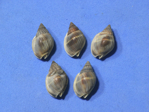 貝の標本 Nassarius pullus set 5