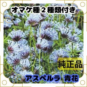 種 アスペルラ 青花 40粒 オマケで２種類の種付き 即決 カワイイ 正規品 種子 たね タネ 花 秋まき 花壇 プランター 鉢