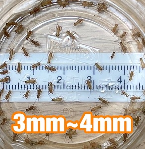 ～リニューアル出品セール中～　ヨーロッパイエコオロギ 3mm～4mm 200匹＋リピーター様増量20％＋死着[保証]10%＆死着[補償]あり