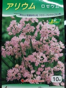 即決！♪送料無料　値下げ特価　人気品種　珍しい花姿　花壇　鉢植え　切花に！桃色　アリウム　ロゼウム　１０球