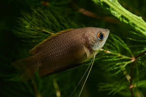 【熱帯魚】 ハニードワーフ グラミー 約2～3cm １匹