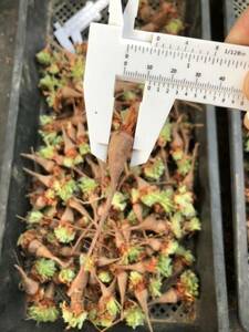 Pelargonium triste ペラルゴニウム トリステ 実生10苗
