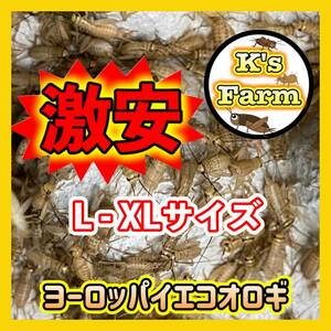 150匹(死着保証込み)　XL～Lサイズ(1.5cm～成虫)　激安ヨーロッパイエコオロギ　