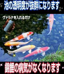 池の透明度が抜群になります【ヴァルナ池用】病原菌や感染症など有害物質を強力抑制☆錦鯉飼育絶賛！池に入れるだけで５００トン浄化します