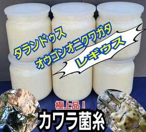 極上！カワラタケ菌糸瓶　特大1500ml　トレハロース・キトサン強化配合　タランドゥス、オウゴンオニクワガタ、レギウスが巨大化します！