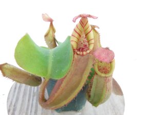 【最新★オリジナル実生】N.veitchii bario Seed Grown (BE-3646) × veitchii bario Y