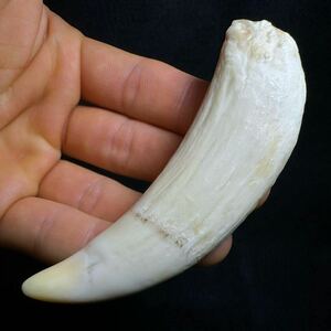 【マッコウクジラの歯 33.8g】抹香 鯨 クジラ 歯 牙 印材 鯨歯