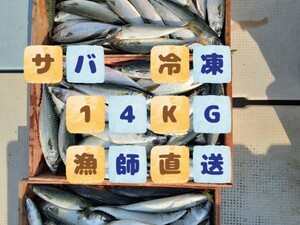 漁師直送！！一匹約400〜500g　サバ　冷凍【１４Kg　ブロック】　大型魚　餌　釣り　エサ　クエ　観賞魚　撒き餌　熱帯魚　久重　えさ　鯖