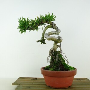 盆栽 松 寸松 黒松 樹高 約20cm くろまつ Pinus thunbergii クロマツ 接ぎ木 マツ科 常緑針葉樹 観賞用 小品 現品