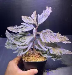 Selaginella sp.Malaysia カット苗　パルダリウム/熱帯植物