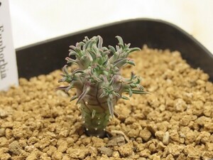 ■[W136]astrophora　アストロフォラ　実生苗【多肉植物　Euphorbia　ユーフォルビア】