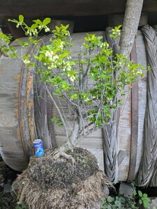 黄花ベニサラサドウダンツツジの原木 盆栽素材。@浅間ジオ資源