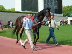 競馬 ハーツクライ ２００４年京都新聞杯パドック写真Ｌサイズ３枚セット