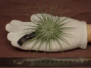 Tillandsia fuchsii v.fuchsii チランジア・フックシー フックシー 542■エアプランツEP