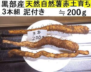 【送料無料】(関東 東海 近畿 北陸 信越)黒部産・超粘り！赤土粘土の典型的天然自然薯3本≒200g