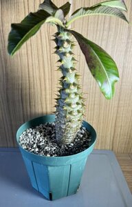 【実生】パキポディウム　バロニー 　Pachypodium baronii【送料無料】