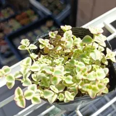 リトルミッシー　セダム　抜き苗　多肉植物