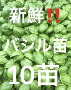 ☆新鮮、バジル苗、10苗です☆