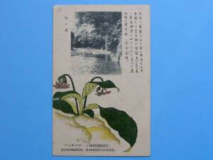 戦前絵葉書 箱根 花 イワタバコ 塔ノ沢 植物 (G69)