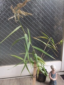 2　タイワンオギ（台湾荻）　珍しい植物　風情があるので盆栽にも 挿し木でも増やせます