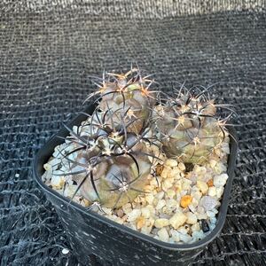 グリセオビオラセア3本　実生Copiapoa griseoviolacea