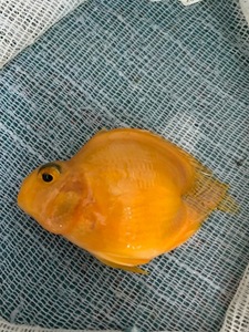 ★即決★イエローハートテールパロットファイヤーシクリッド ±7cm　熱帯魚