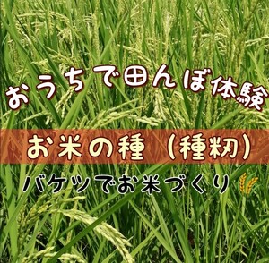 【お家で田んぼ体験】お米の種　種籾　自然農　15g 昨年度自家採種　はざかけ米　コシヒカリ　バケツ稲　稲作　