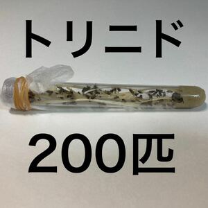 トリニドショウジョウバエ　200匹+α 翌日出荷　