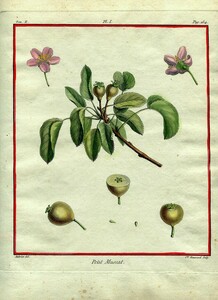 1768年 Du Monceau 手彩色 銅版画 Traite des arbres fruitiers Pag.254 バラ科 サクラ属 Petit Muscat