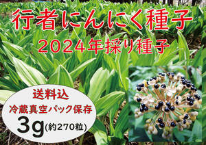 行者にんにく 2024年採り種3.0g(約270粒) お試し栽培 【精選種子】