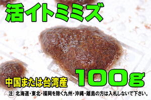 活イトミミズ100g★クール冷蔵で発送・中国または台湾産・給餌しているので丈夫・イトメ・蚯蚓・適格請求書発行可【お届地域制限有】