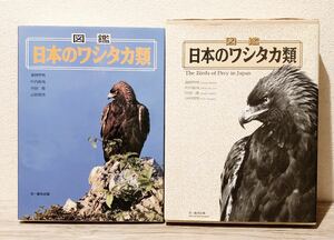 図鑑日本のワシタカ類 森岡 照明 鷲鷹 文一総合出版