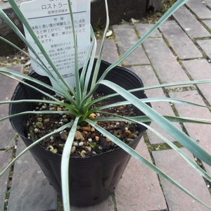 現物出品【ユッカ・ロストラータ＊Yucca rostrata】４号