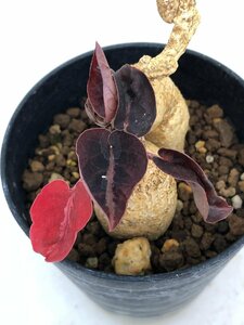 9326 「多肉植物」ユーフォルビア ラバティ レッドリーフ 植え【発根・発芽・labatii f. 