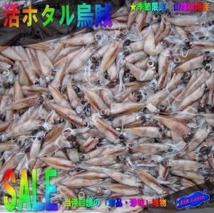 今年も大量!!「活ホタル烏賊10kg」 朝とれ直送！！- 鮮度命!!...山陰境港産の元気なホタル