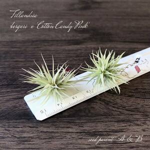 ② 実生 【Original Hybrid】 Tillandsia bergeri × Tillandsia 