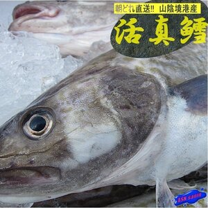 ★肝・真子入り「真鱈メス4-5kg」高級料亭等で人気No1の鍋食材です。 -鮮度抜群-