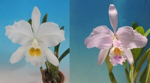 T♪洋蘭　 Cattleya gaskelliana x sib( alba 