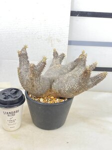 4220 「塊根植物」パキポディウム エニグマティクム大 植え【発根・Pachypodium enigmaticum・多肉植物】