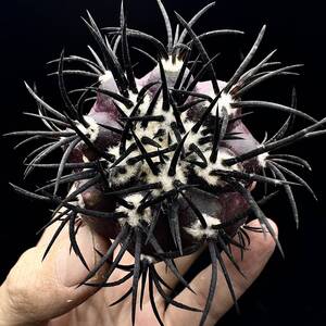 642Eコピアポア グリセオビオラセア 栗星玉 spicygem Copiapoa griseoviolacea