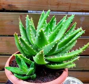 ★★多肉植物☆アロエ属★不夜城★B★（6号鉢）高さ約26cm