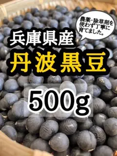 【送料無料】兵庫県産 無農薬 丹波黒豆 500g 丹波黒大豆 令和5年産