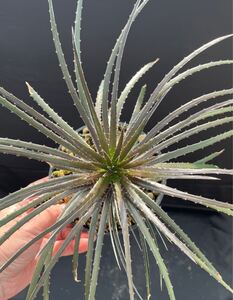 ディッキア Dyckia sp. Sao Joaquim Santa Catarina Brazil 原種 野生採取実生