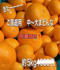 きたーーー‼️本日大サービス‼️愛媛まどんな(愛果28号)約5kg4500円17