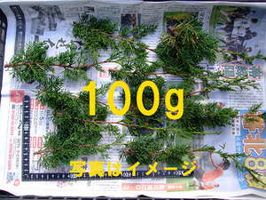 シンパク 挿し木用 100g 小枝 真柏 盆栽 苗 B