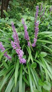 やぶらん　リリオペ　グランドカバー　紫色の花　花壇の花