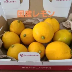 国産レモン 家庭菜園