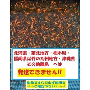 新小赤　300匹　小赤　当歳　餌金　金魚　金魚すくい　エサ金